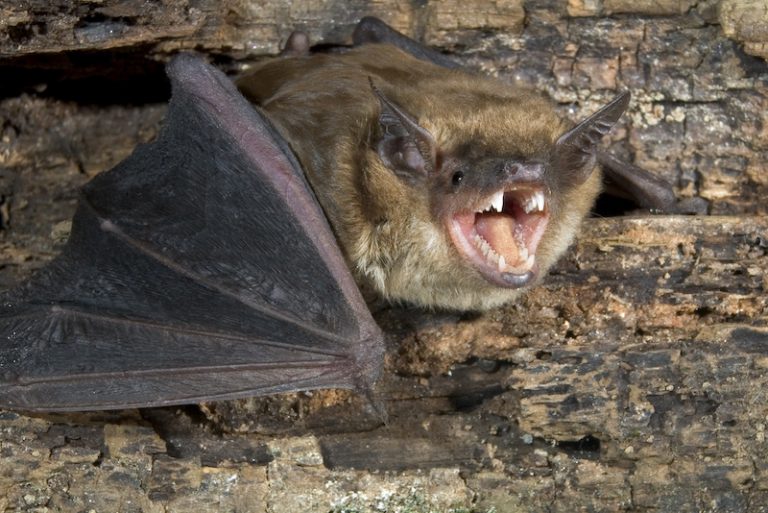 コウモリはなぜ飛べる？空を羽ばたく哺乳類の翼の構造とは | sumical