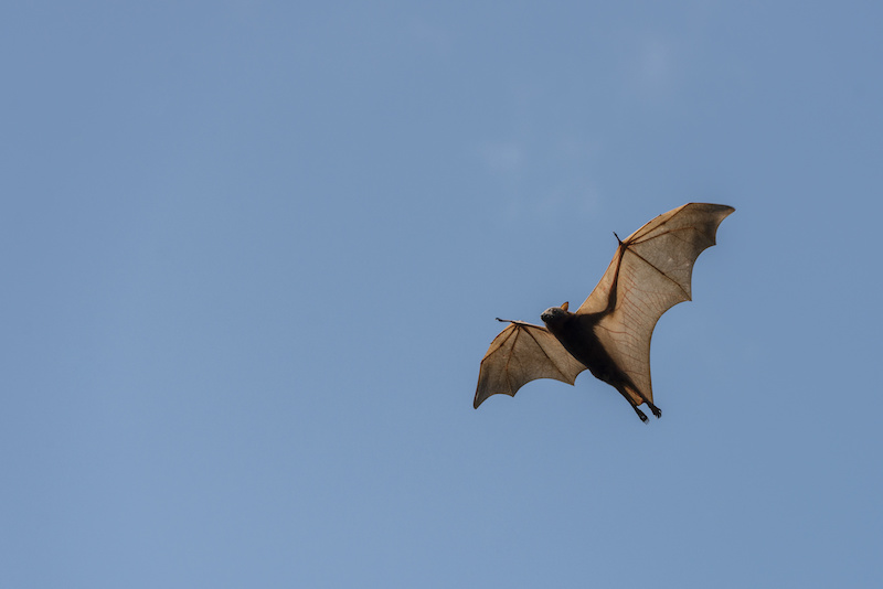 コウモリはなぜ飛べる 空を羽ばたく哺乳類の翼の構造とは Sumical