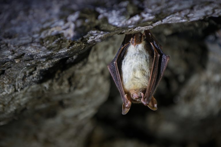 コウモリはなぜ飛べる？空を羽ばたく哺乳類の翼の構造とは | sumical