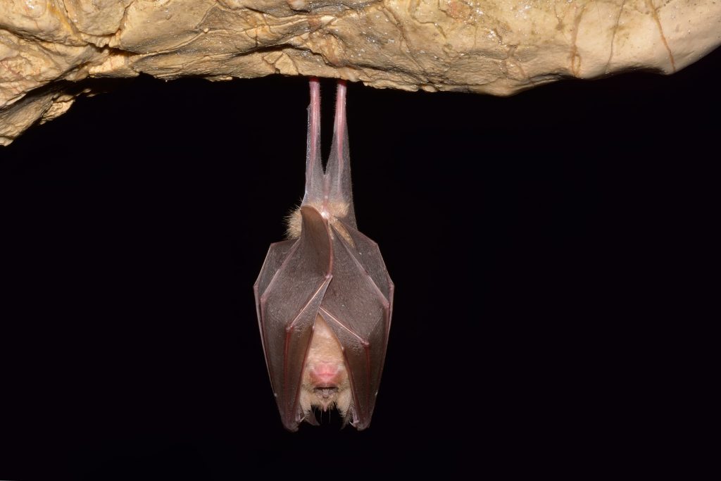 コウモリの天敵は?アブラコウモリの生態・対策法を知ろう | sumical