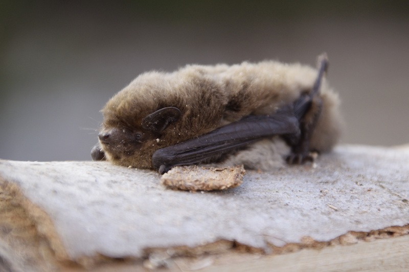 コウモリは冬眠する 冬に動かないコウモリを見つけたときの対処法 Sumical