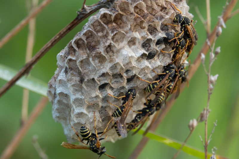 せ 巣 ない 方法 を に 作ら アシナガバチ