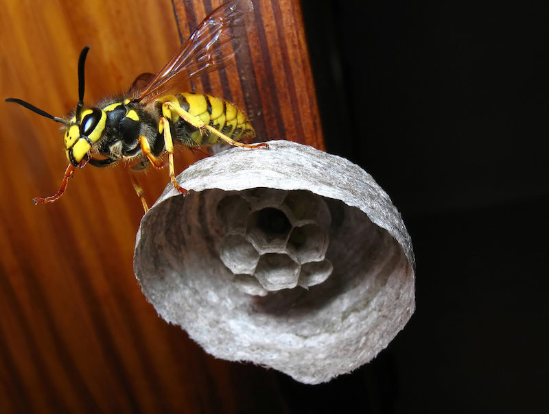 せ 巣 ない 方法 を に 作ら アシナガバチ