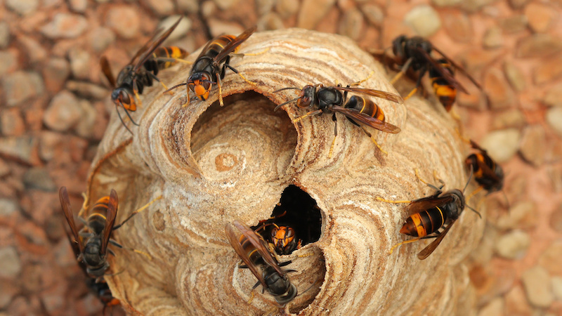蜂バスター主婦が教える 自力で蜂の巣を手早く簡単に駆除する方法 Sumical