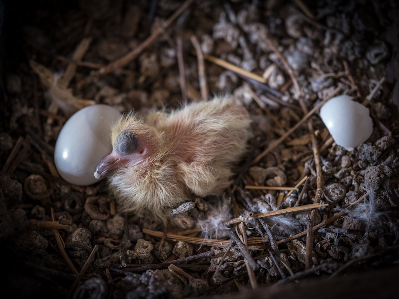 ハトとの戦いの日々から検証 本当に効果があるハト対策教えます Sumical ハトとの戦いの日々から検証 本当に効果があるハト対策教えます Sumical
