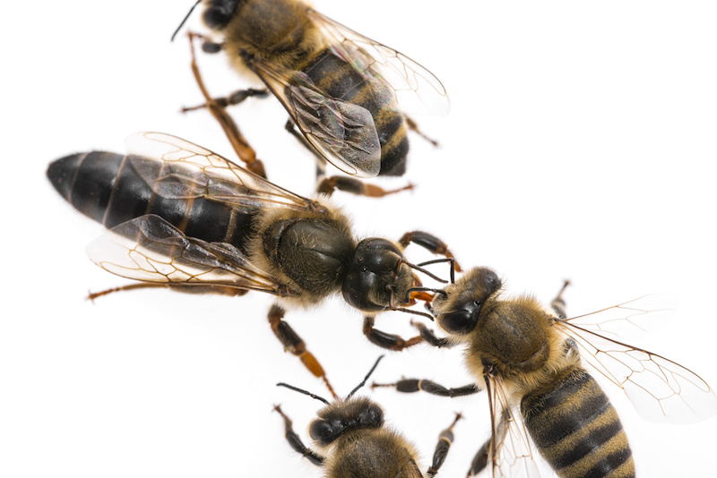 働き蜂から餌をもらう女王蜂