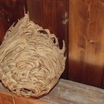 完成形のスズメバチの巣