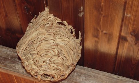 完成形のスズメバチの巣