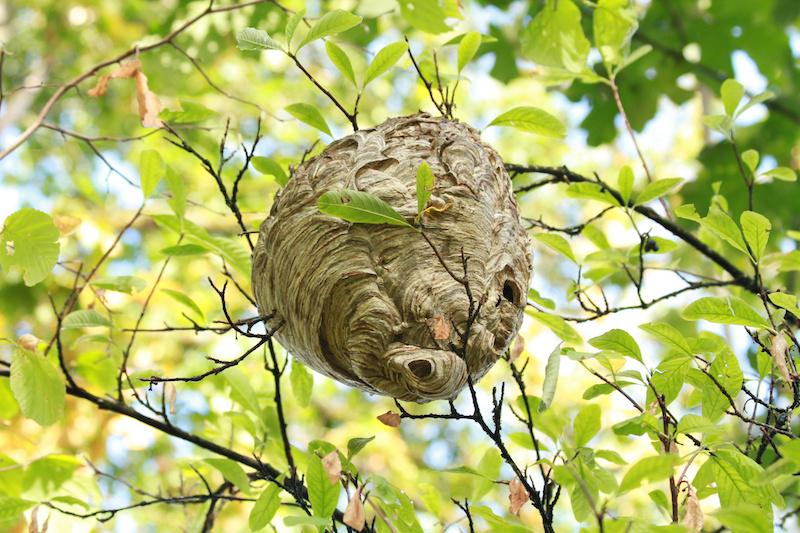 木に作られたスズメバチの巣