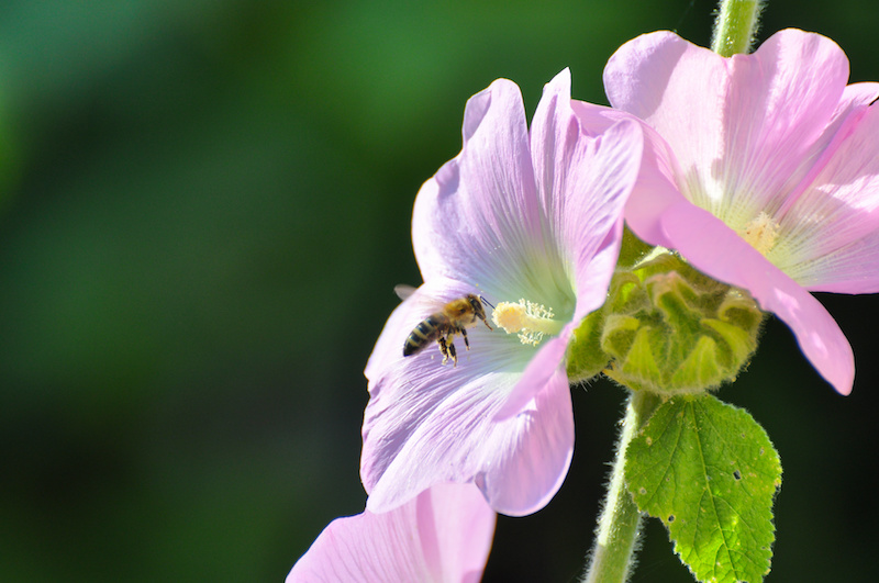 花を訪れるミツバチ