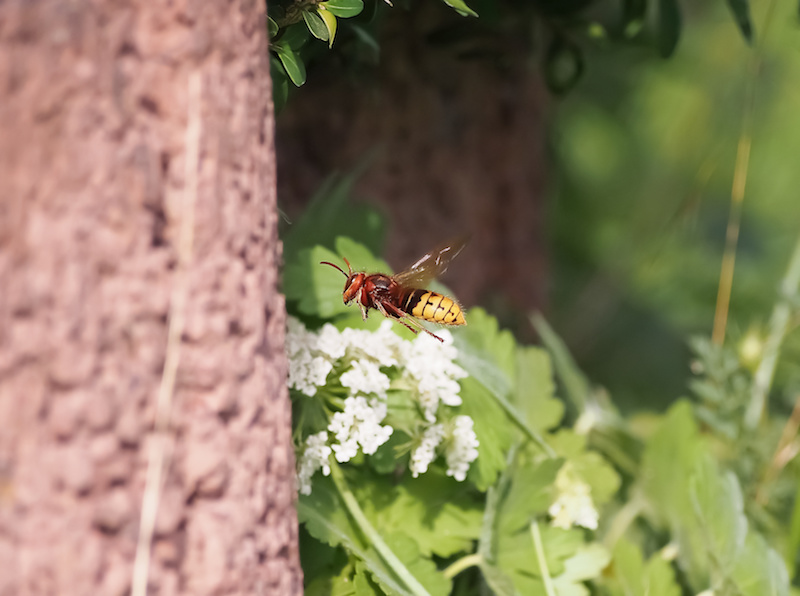 庭を飛んでいるスズメバチ