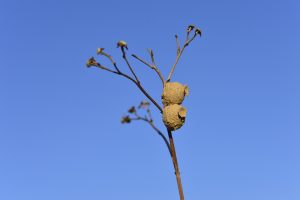木の枝に作られたトックリバチの巣