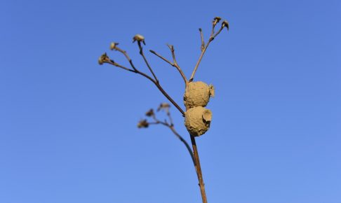 木の枝に作られたトックリバチの巣