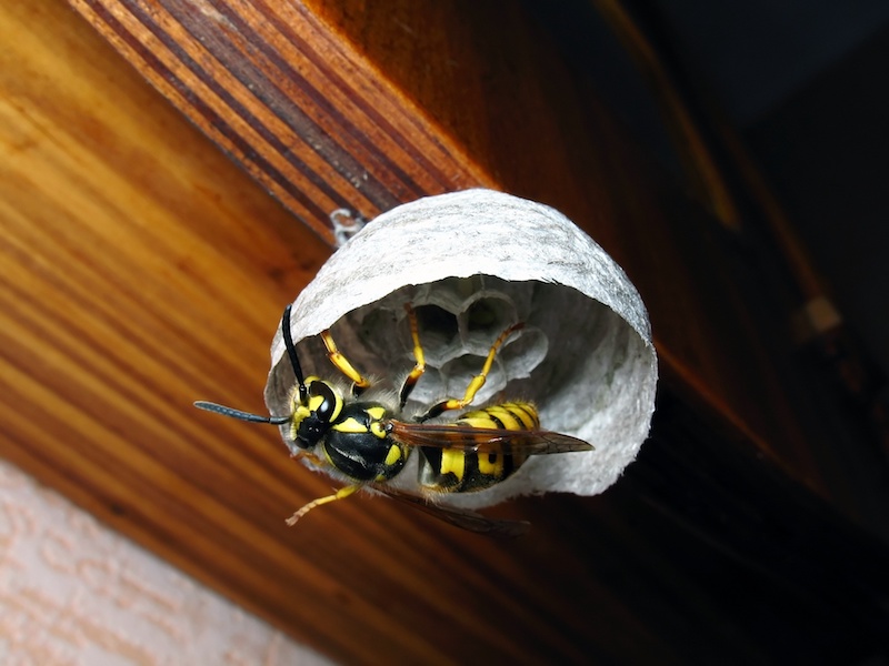 巣作りをするスズメバチの女王蜂