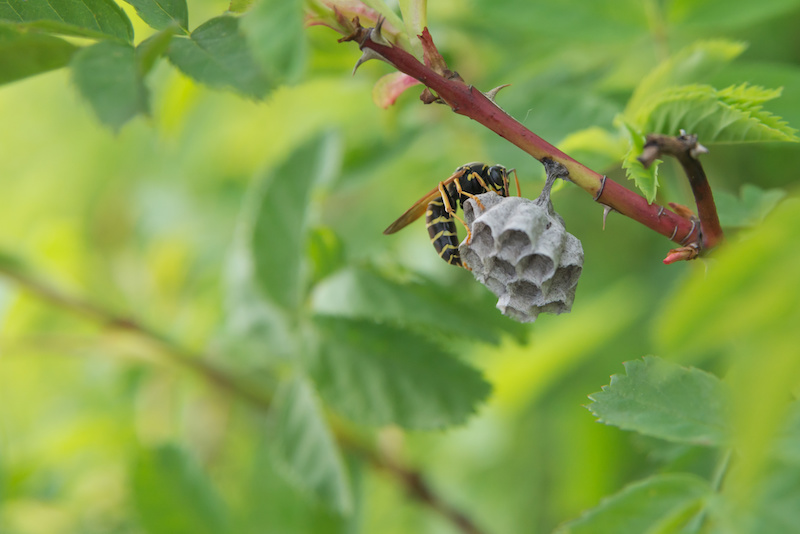 木の枝に小さな巣を作るアシナガバチの女王蜂