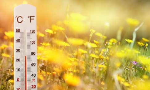 温度計とタンポポの花