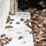 巣箱に出入りするミツバチ