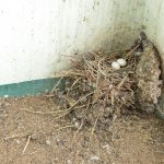 ベランダに作られた鳩の巣と鳩の卵