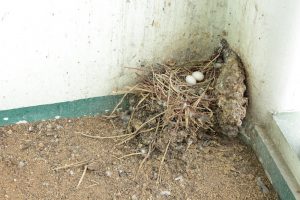 ベランダに作られた鳩の巣と鳩の卵