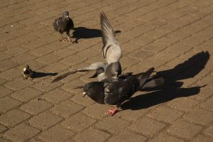 他の鳥を攻撃する鳩