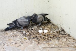 ドバトの巣と親鳥と卵
