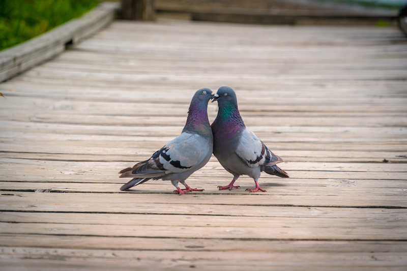 鳩のつがいはずっと同じなの 鳩の夫婦の子育てへの取り組み方は Sumical