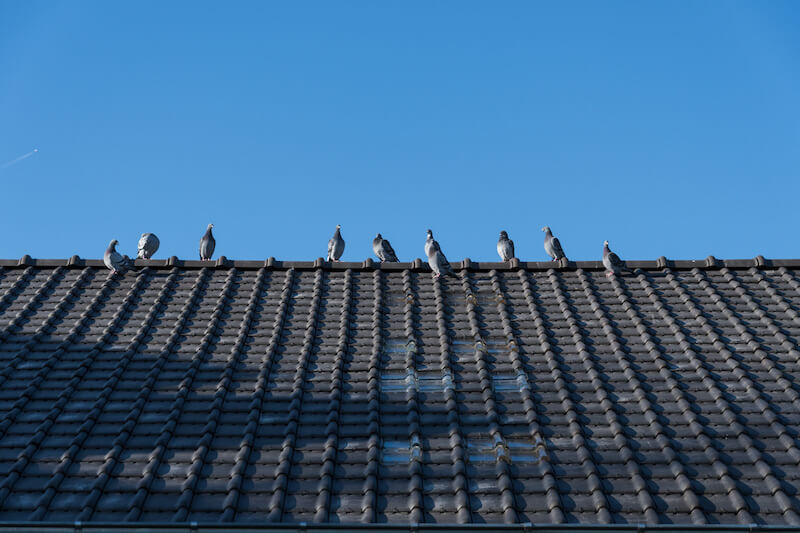 屋根の上に留まる鳩の群