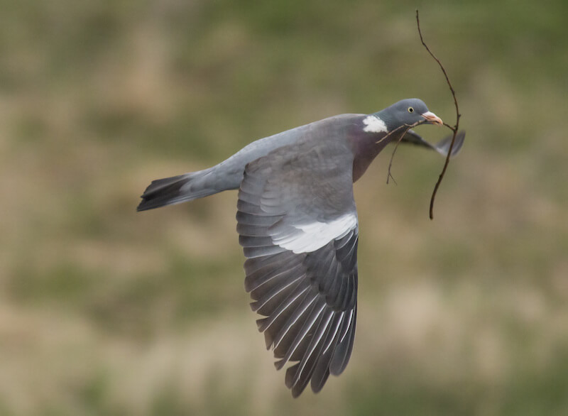 巣材を運ぶ鳩