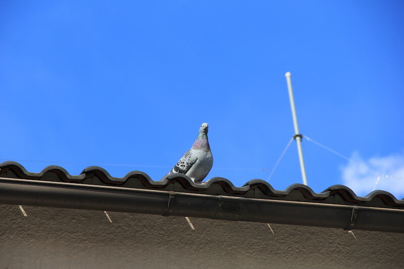 屋根の上に留まる鳩