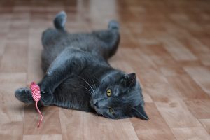 ネズミの玩具で遊ぶ猫