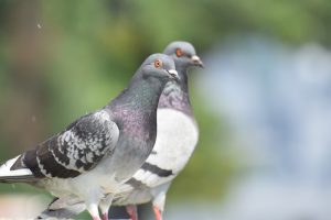 【ハトって何種類いるの?】疑問にお答え!これさえ読めばあなたもハト博士 | sumical
