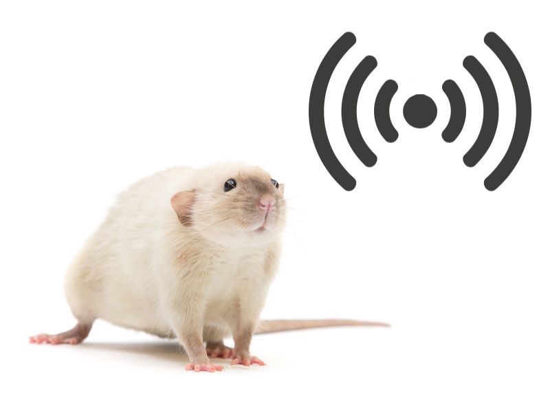 超音波でネズミ駆除ってできるの？